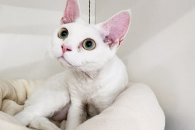 передержка для кошек
